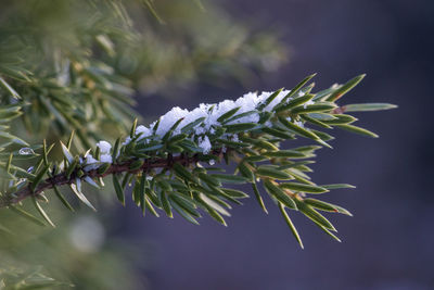 Close-up of pine tree during winter