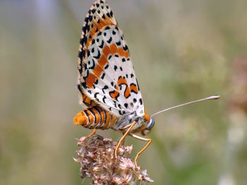 Close-up of butterfly perching on plant