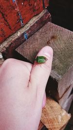 Close-up of hand feeding