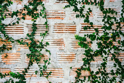 Full frame shot of ivy on wall