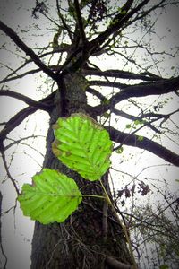 Low angle view of leaves on tree