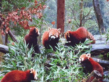 red panda