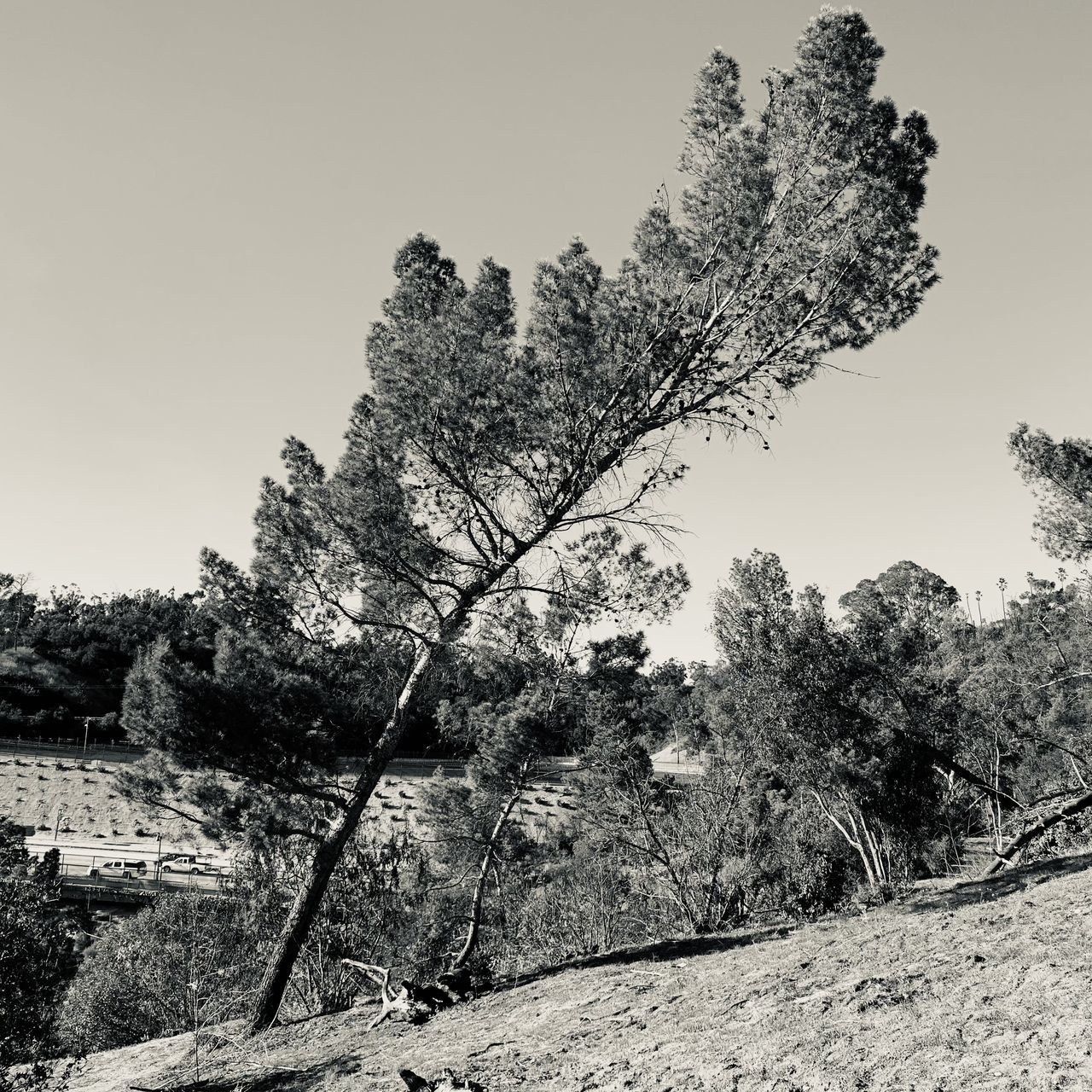 TREES ON FIELD AGAINST SKY