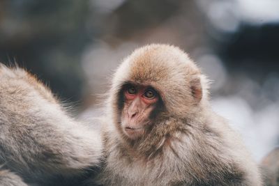 Close-up portrait of a monkey