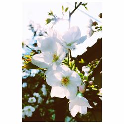 Close-up of white flowers