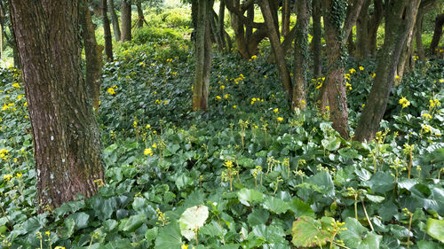 Plants growing in forest