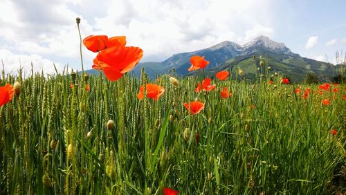 Red poppy flowers growing on field against sky