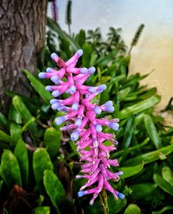 Close-up of purple flowering plant