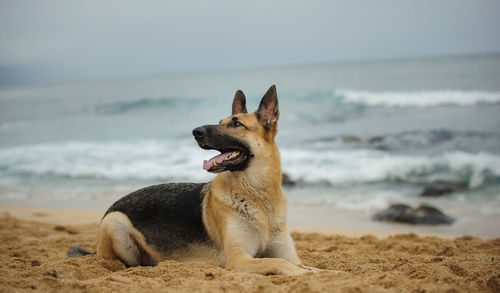 Dog with open mouth sitting at beach against sky