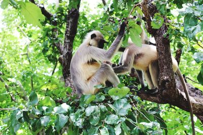 Low angle view of monkey on tree in forest