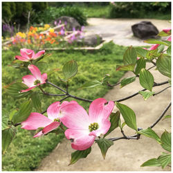 Close-up of pink flowering plant leaves