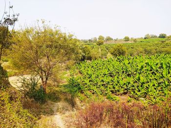 Scenic view of field against clear sky