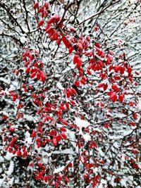 Red berries on tree