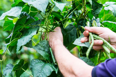 Close-up of cropped hand holding plant