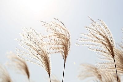 Low angle view of stalks against sky