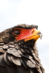 Close-up of bird