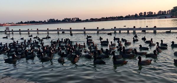 Flock of birds in sea against sky during sunset