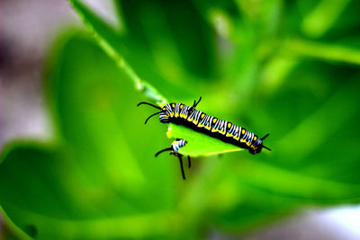 Close-up of caterpillars feeding on leaf