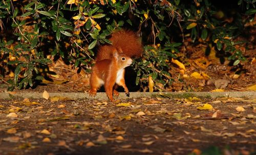 Close-up of squirrel walking on autumn leaves
