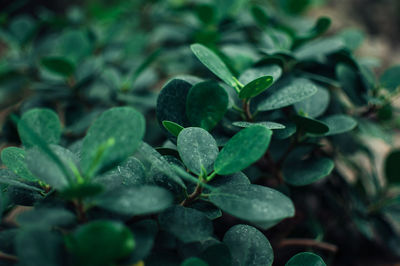 Close-up of fresh green leaves