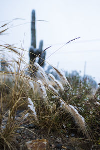 Close-up of dry plant on field against sky