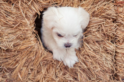 Close-up of a dog