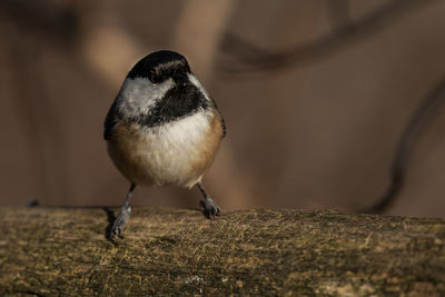 A black-capped chickadee, poecile atricapillus