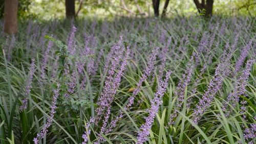 Purple flowers growing in field