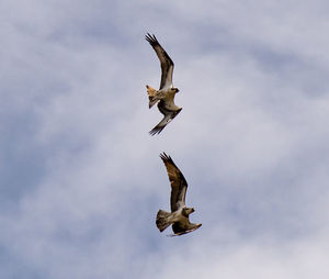 Low angle view of eagle flying