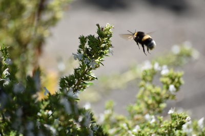 Bee pollinating flower