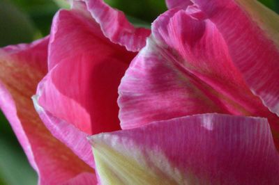 Close-up of pink flowers