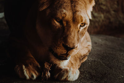 Close-up of lion relaxing outdoors