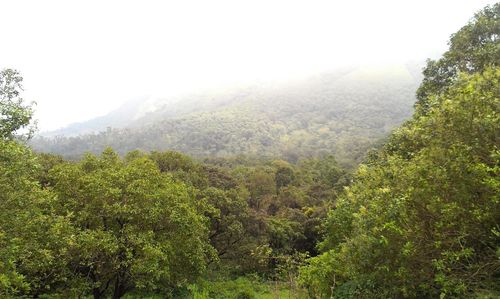 Scenic view of forest