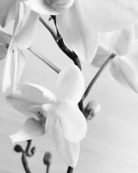 Close-up of flower blooming outdoors