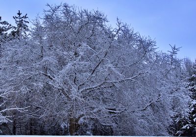 Low angle view of frozen trees against sky