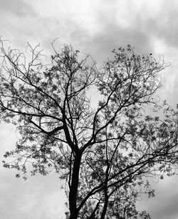 Low angle view of tree against sky