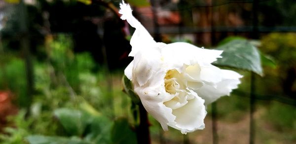 Close-up of white rose