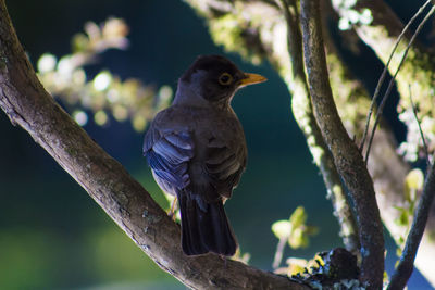 Low angle view of bird perching on branch