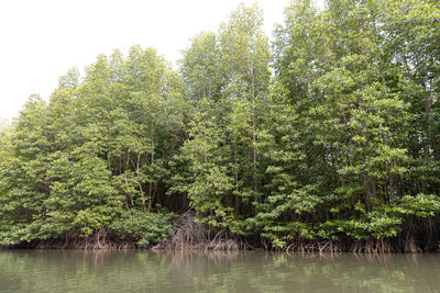 Trees by lake in forest