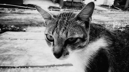 Close-up of a cat looking away