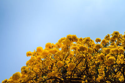 Low angle view of yellow flowering plant against clear sky