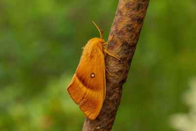 Close-up of butterfly on tree trunk