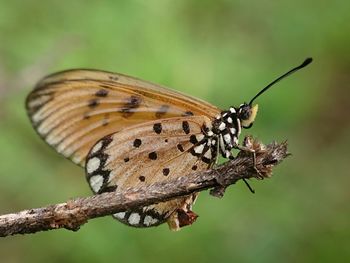 Close-up of butterfly perching on plant