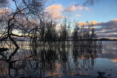 Bare tree by lake against sky during sunset