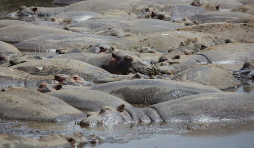 Flock of sheep on beach