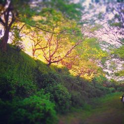 Scenic view of trees