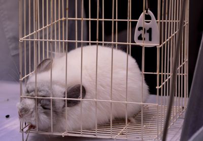 Close-up of cat sleeping in cage