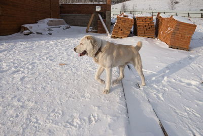 A big dog guards a construction site with pallets of bricks in the winter.