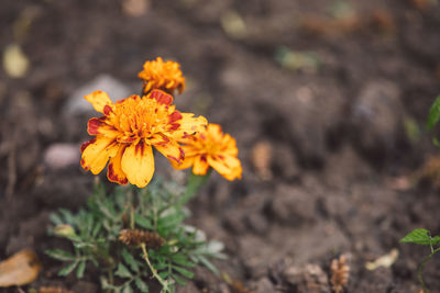 Close-up of orange flower on land