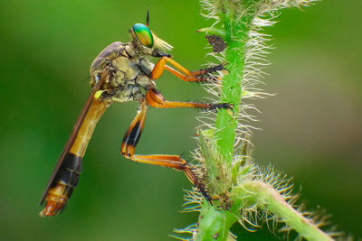 Close-up of insect on plant